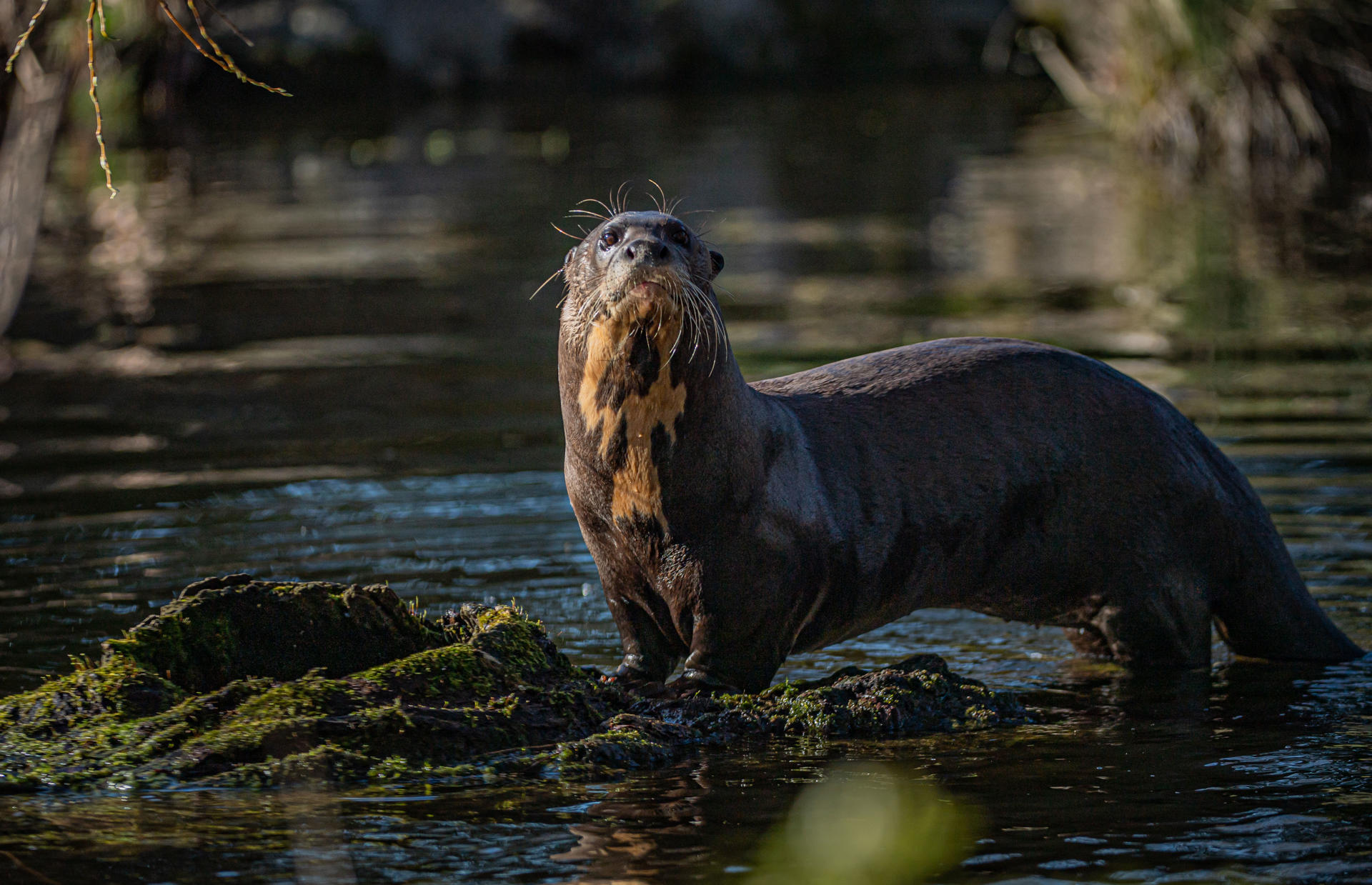 Otters 8