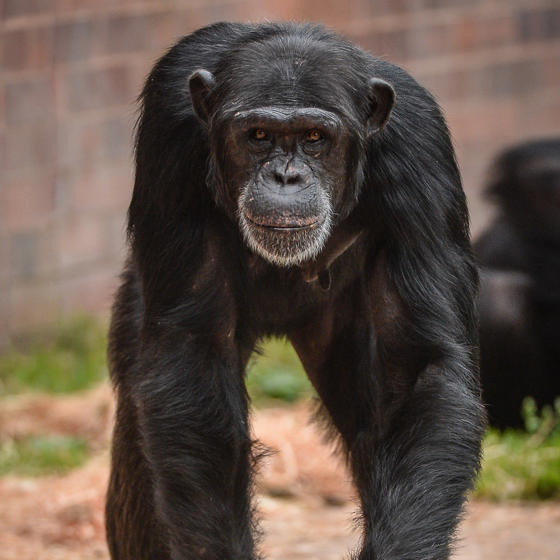 Chimpanzee 2