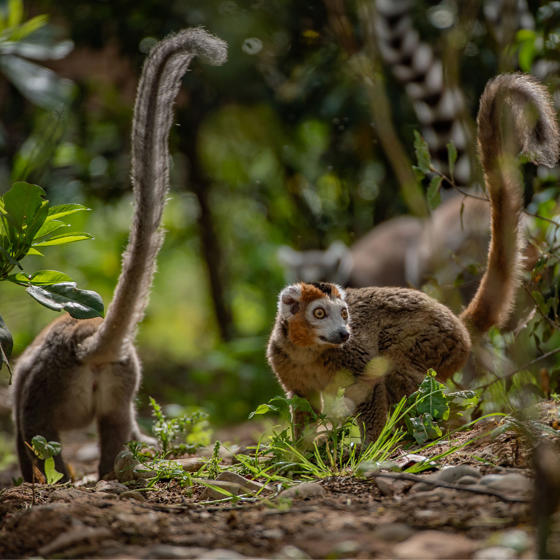 Crowned Lemur 2