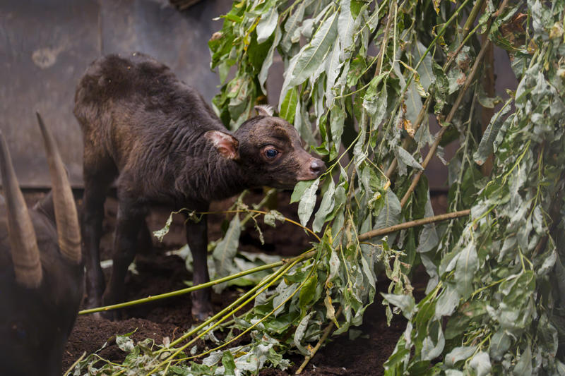 A Rare Anoa Calf Just Three Days After Being Born At Chester Zoo5
