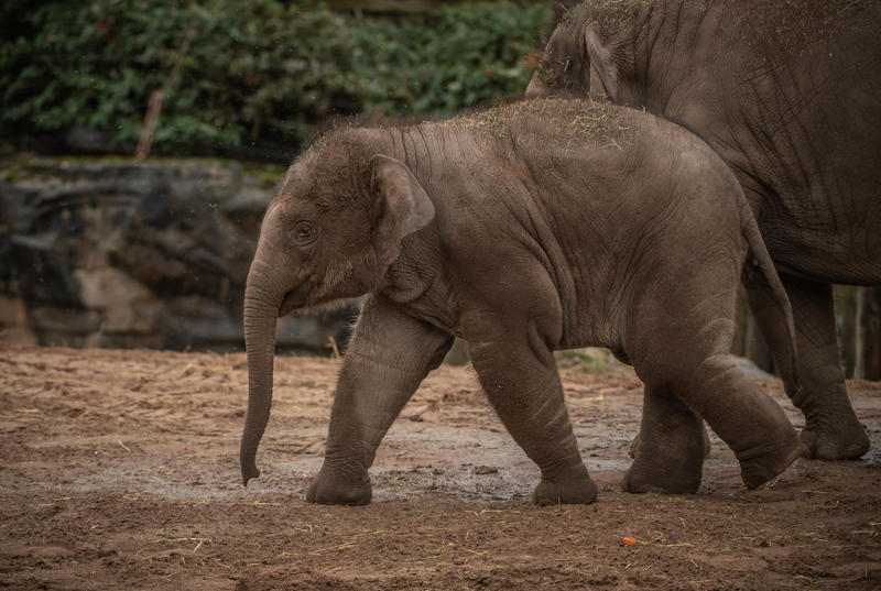 Elephant Anjan As A Baby