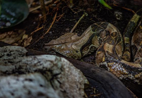 Gaboon Viper 3