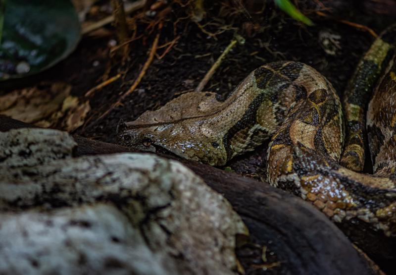 Gaboon viper at Chester Zoo