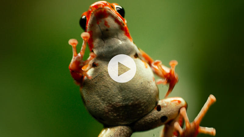 Tree Frog Video Still