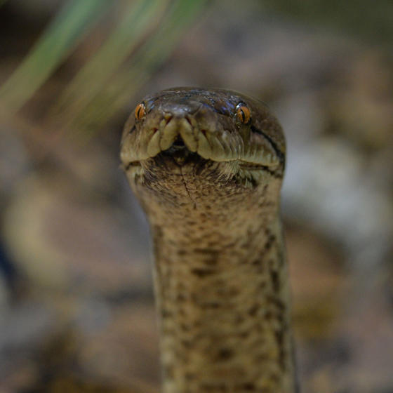 Reticulated Python 2