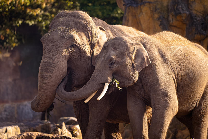 Maya and Anjan Asian elephants OCT 24