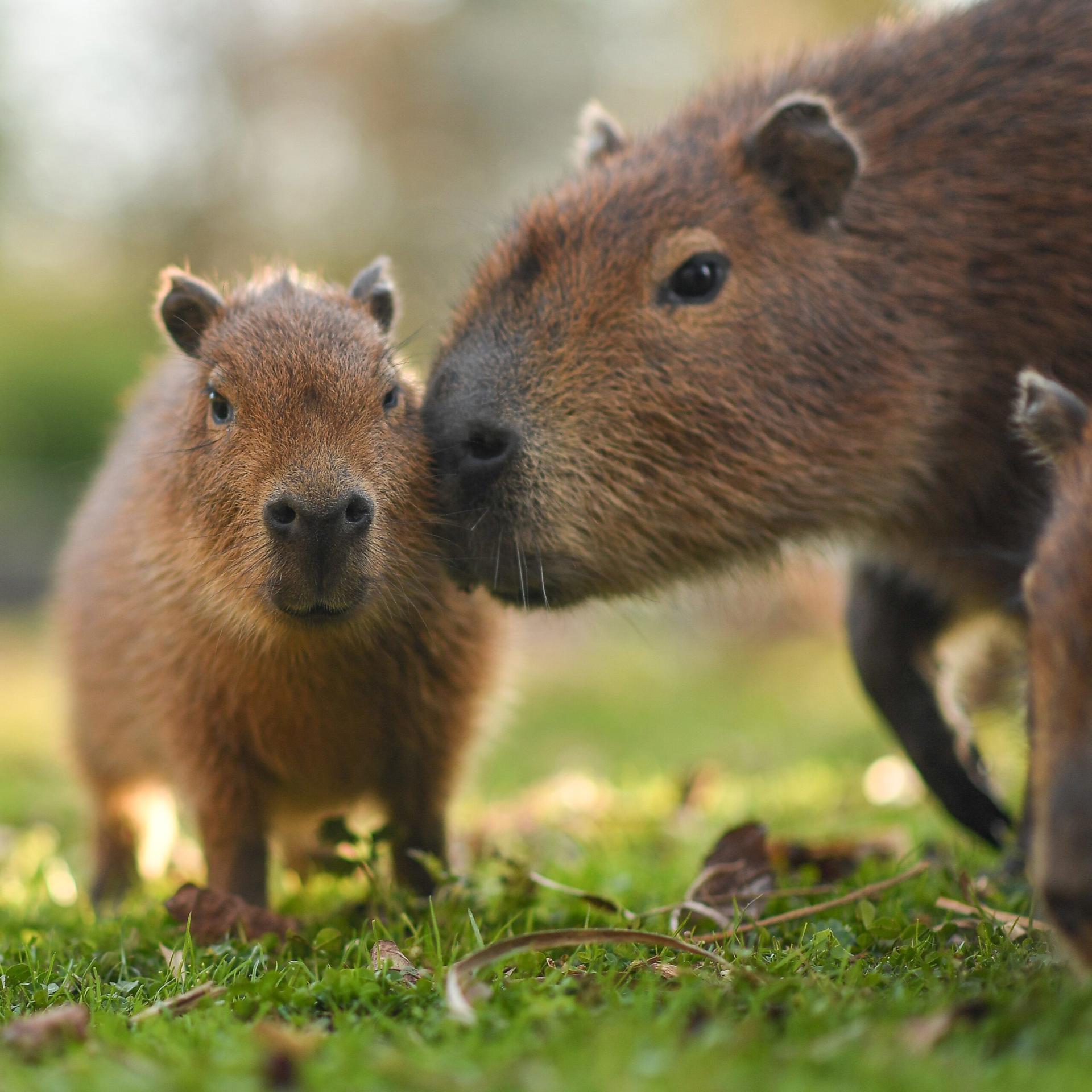 Capybara 3