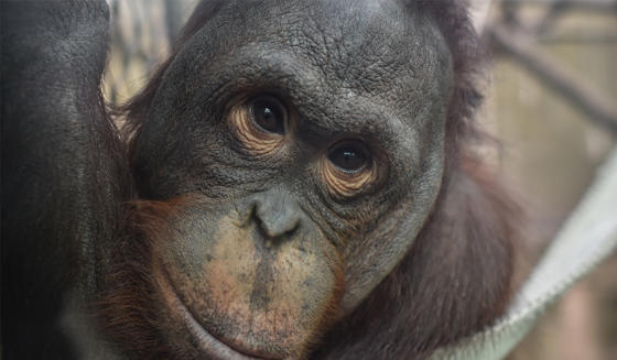 Bornean Orangutan In The Zoo 2