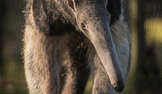 Giant Anteater 1