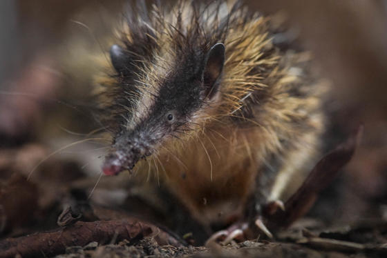 Chester Zoo Now Home To 'Only Lowland Streaked Tenrecs' To Be Found In Any Of The World's Leading Zoos (9)