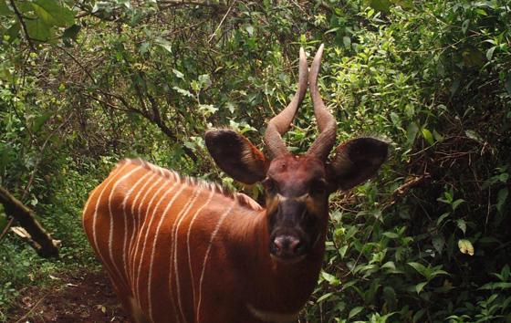Eastern bongo in the wild
