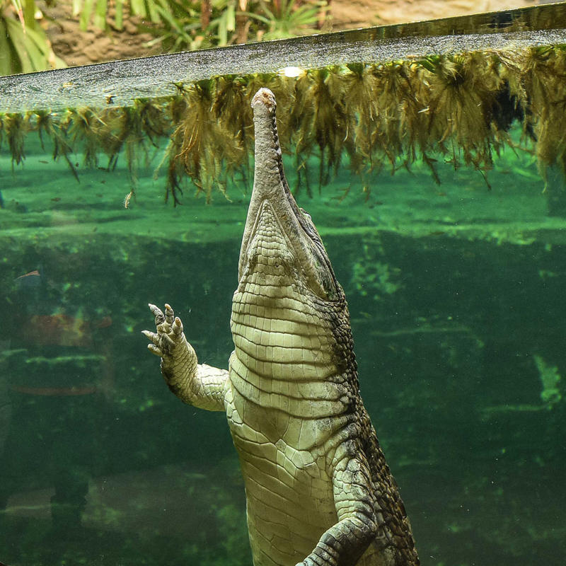 Sunda gharial crocodile  at Chester Zoo
