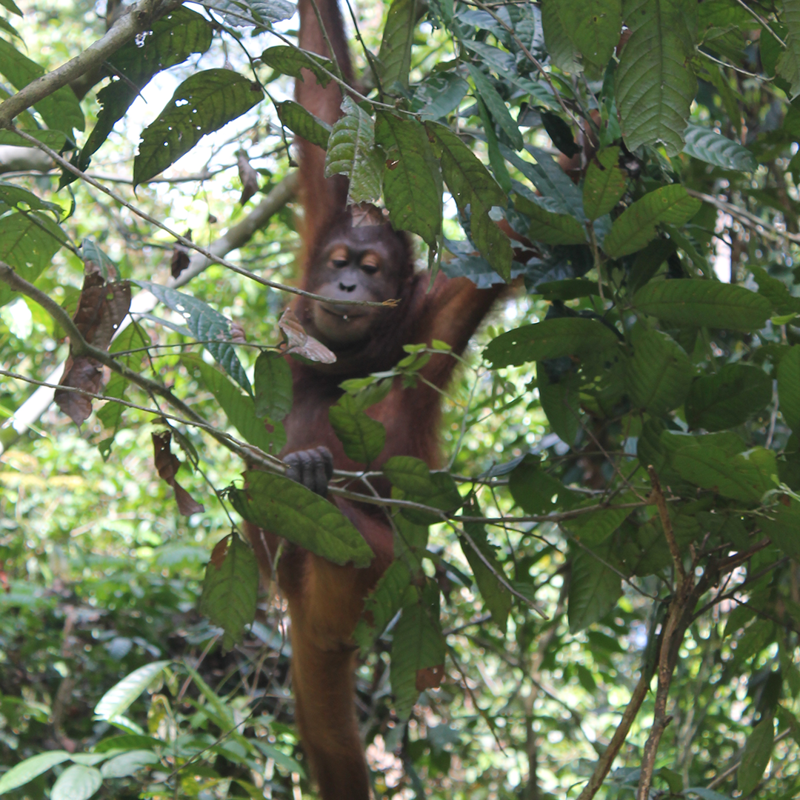 Bornean Orangutan 2
