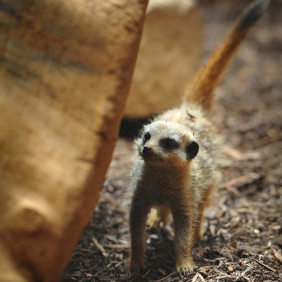 Meerkat 2