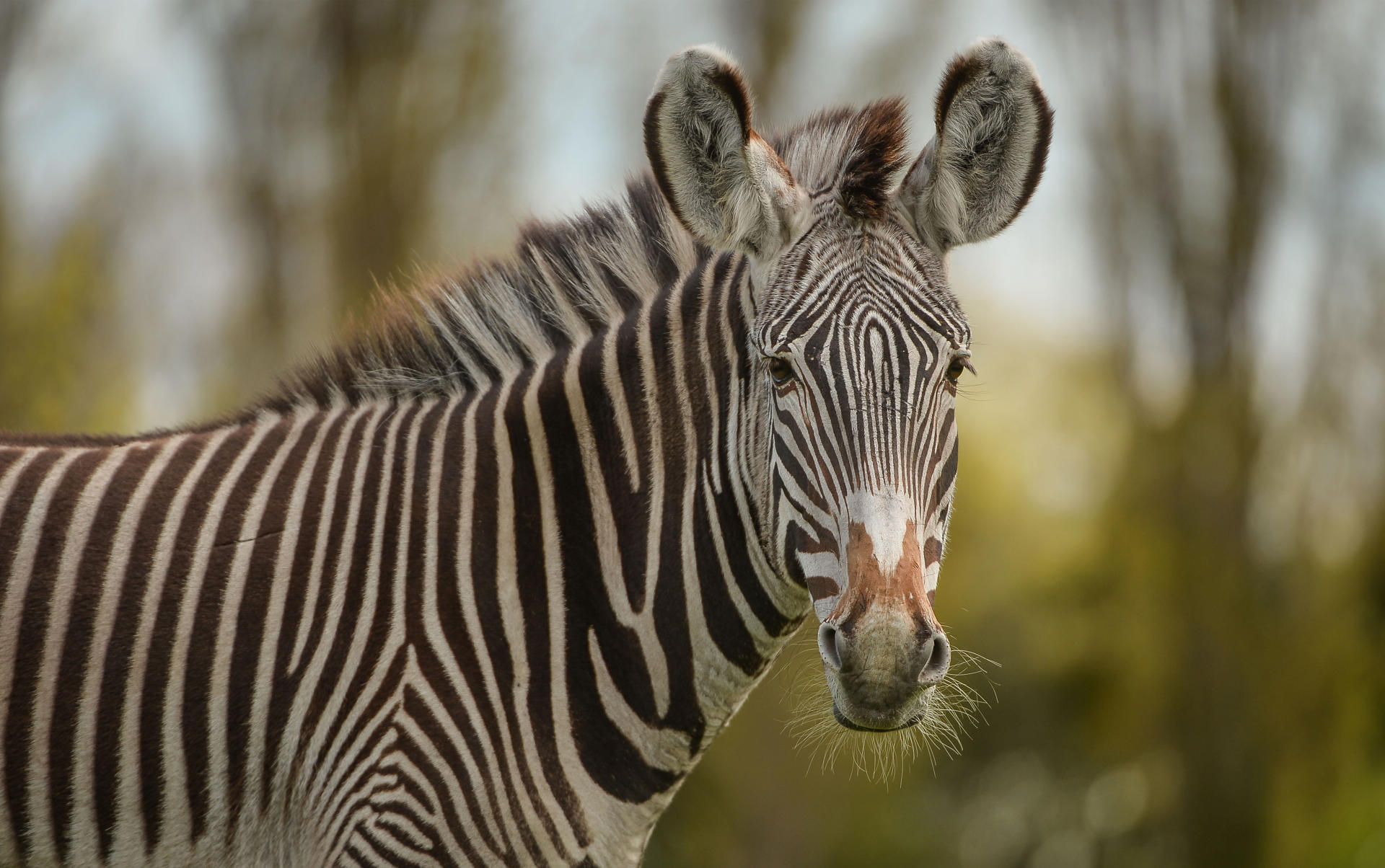 Zebra For Choose Your Package Page 7745X4857