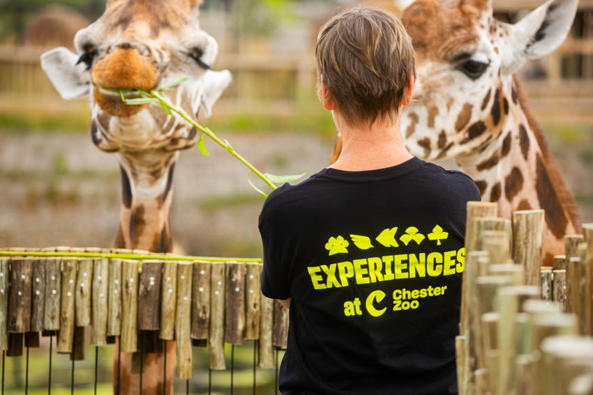 New Giraffe Experience 011