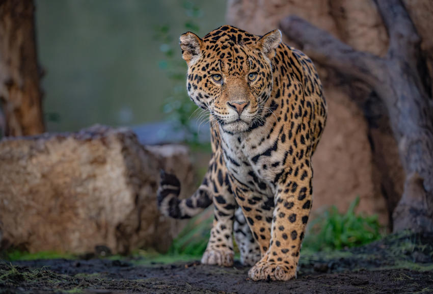 Mother And Son Jaguar Duo Bonita And Remi Explore Their New Retirement Home At Chester Zoo. Pictured Remi11