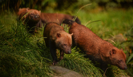 Bush Dog 2