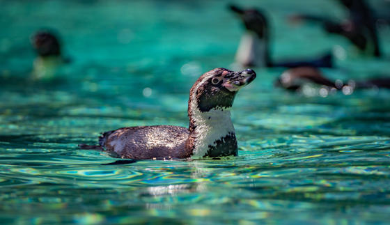Penguin In Water