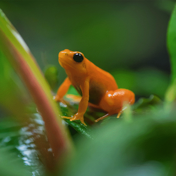 Golden Mantella Frog 3