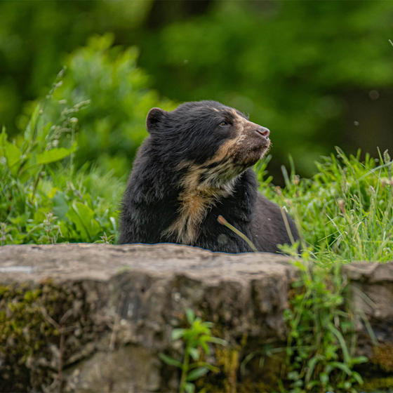Andean Bear 2