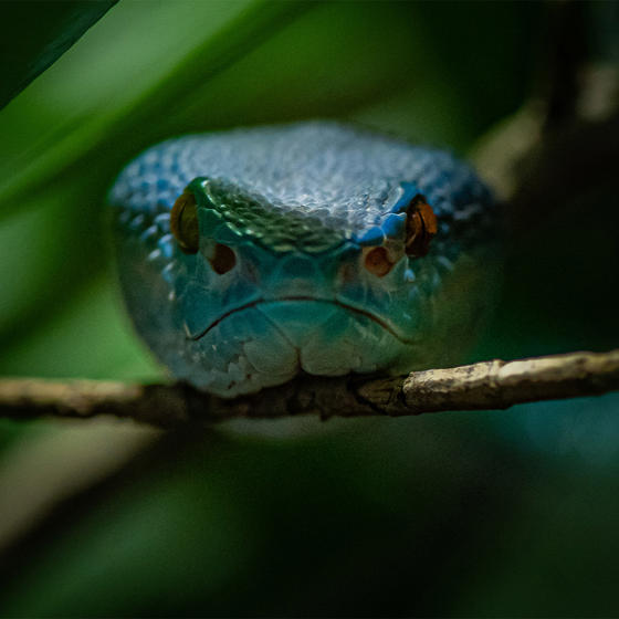 Blue Viper Square2
