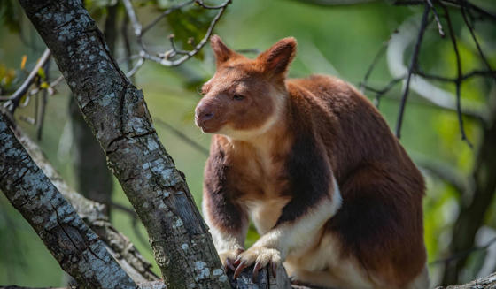 Tree Kangaroo 1