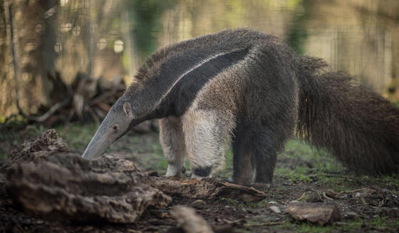 Giant Anteater 5