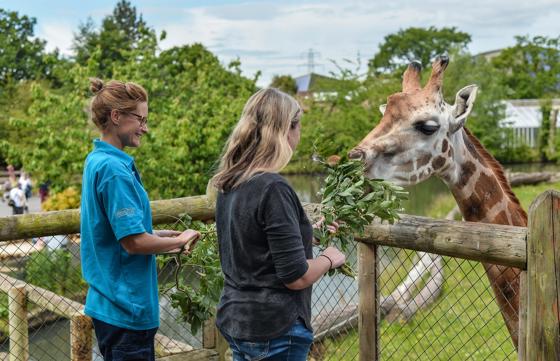 Giraffe Experience