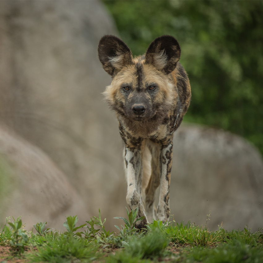 Painted Dogs Predator Tour SQAURE