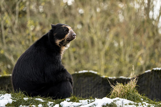 2025 Andeanbear