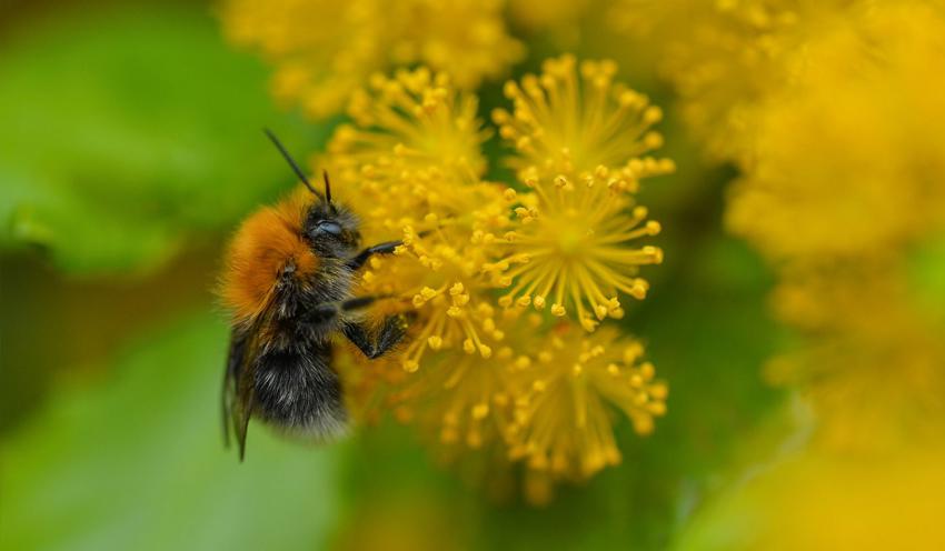 Bee Garden Habitat At The Zoo 2015 Horticulture And Botany Desktop1 1400X817 1