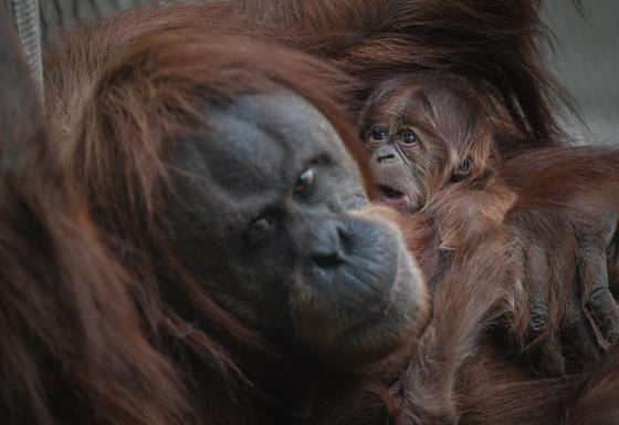 Siska With Mum, Subis (2)