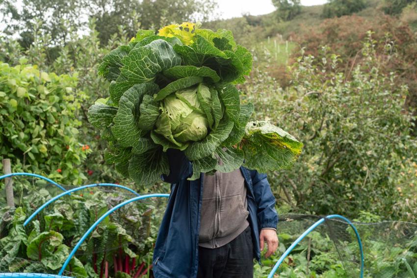 Anne Marie Briscombe The Cabbage 113666