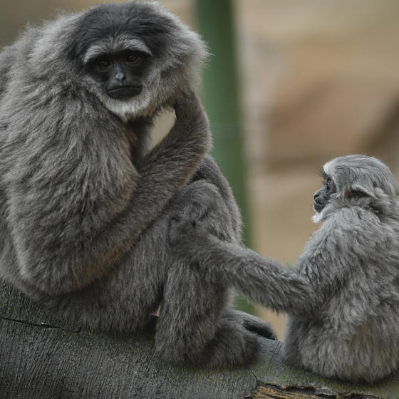 Silvery Gibbon 3