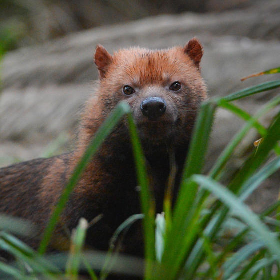 Bush Dog 7