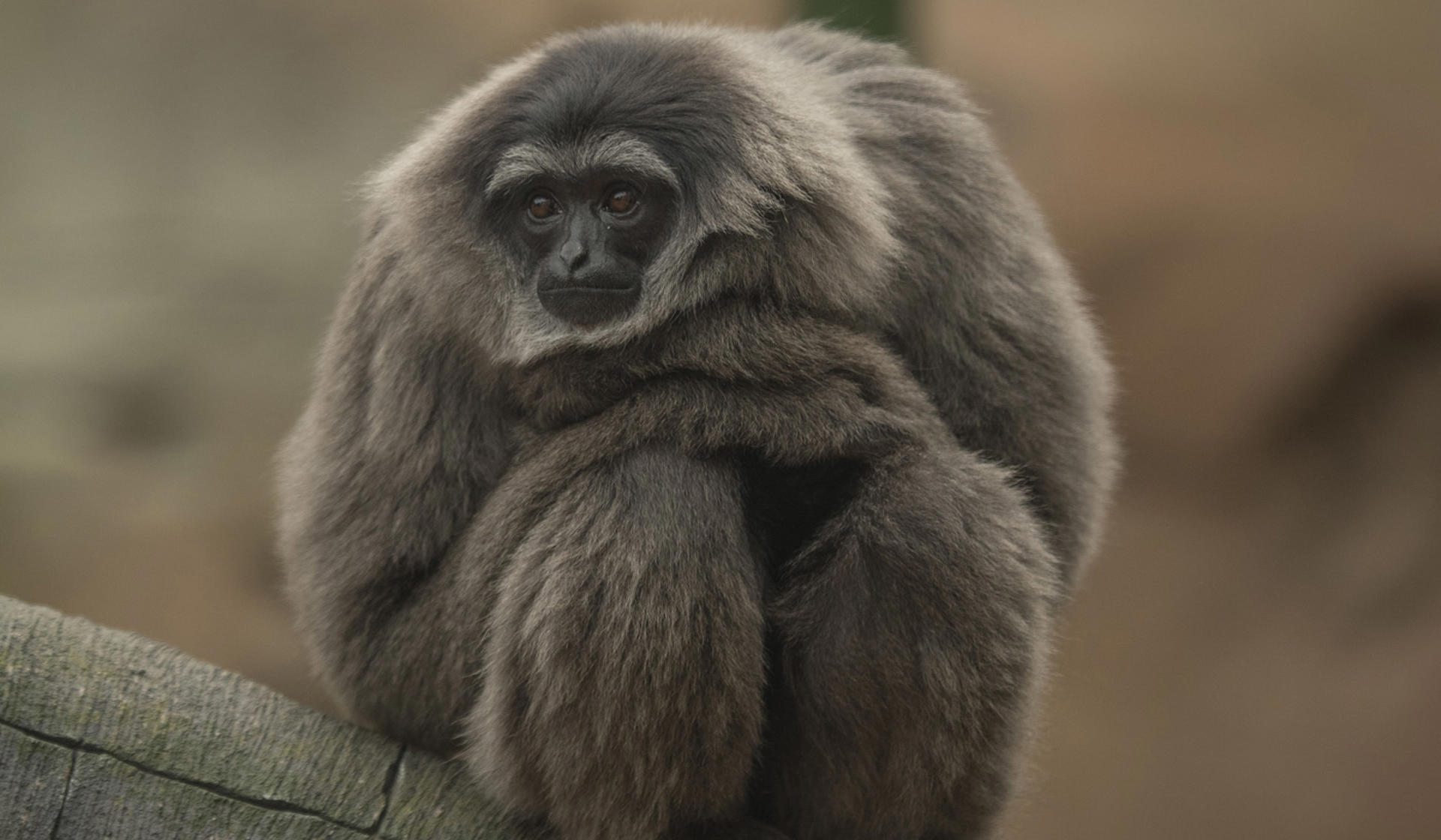 Silvery gibbon at Chester Zoo