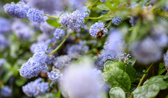 Bee Garden 1