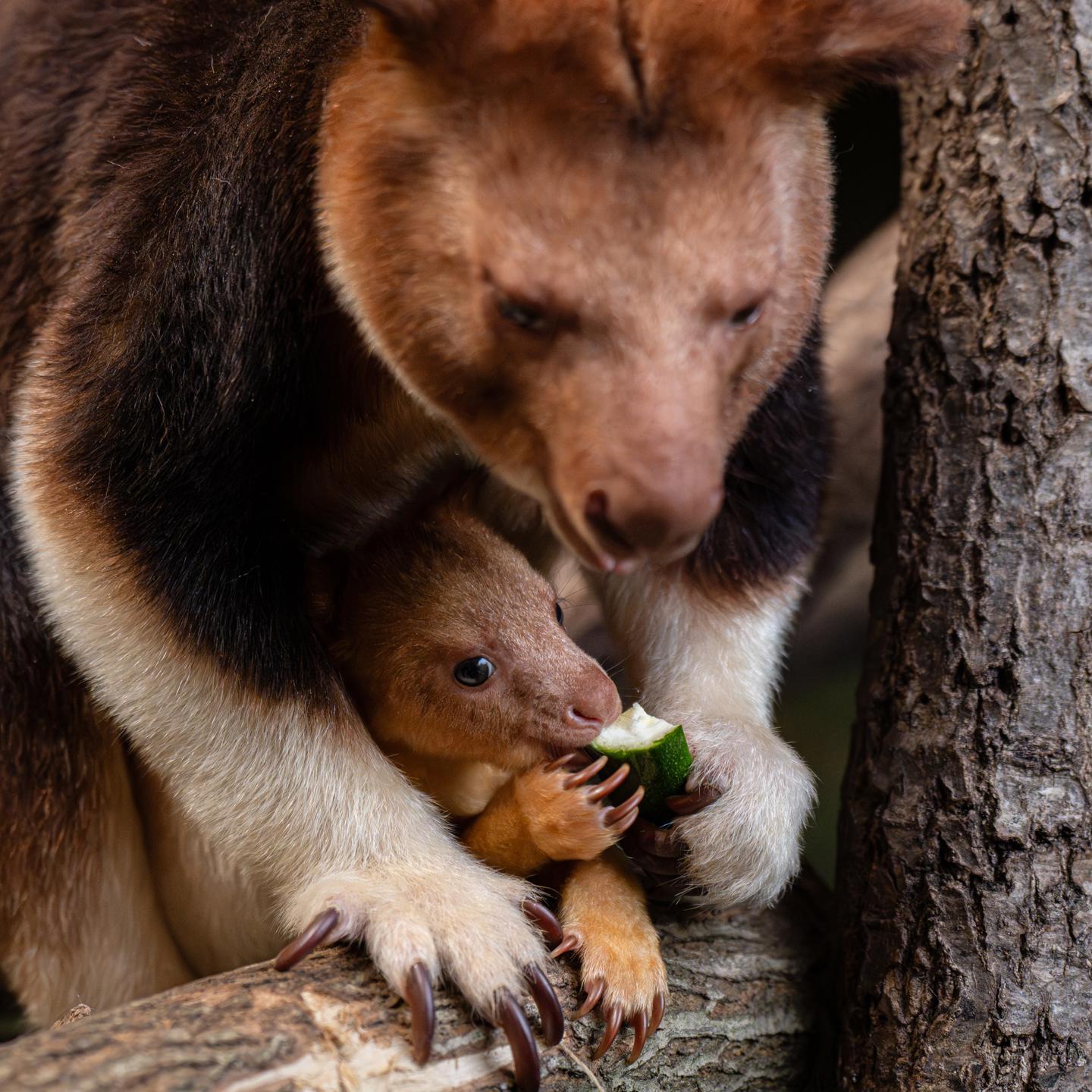 Treekangaroo Joey 2026 6 (1)
