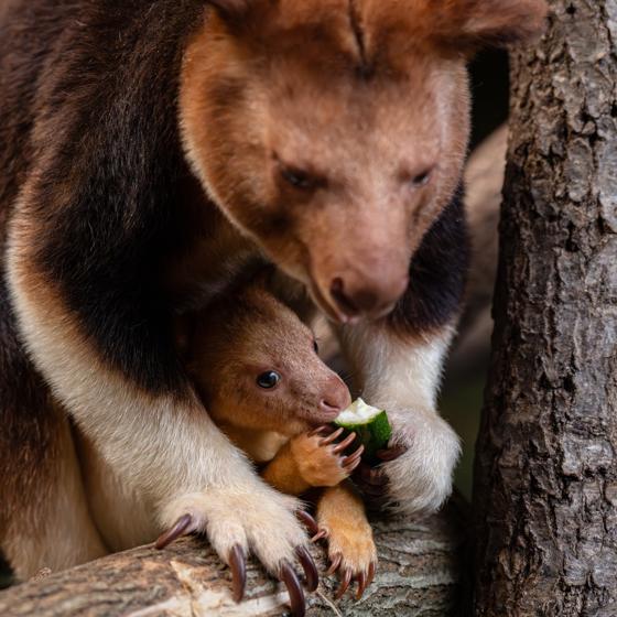 Treekangaroo Joey 2026 6 (1)