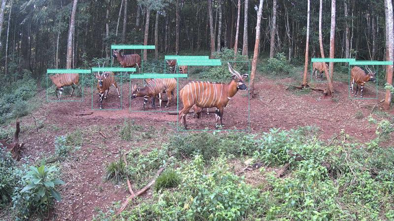 AI Powered Cameras, Developed By Chester Zoo, Are Also Revolutionising How Mountain Bongos Are Protected In The Wild2