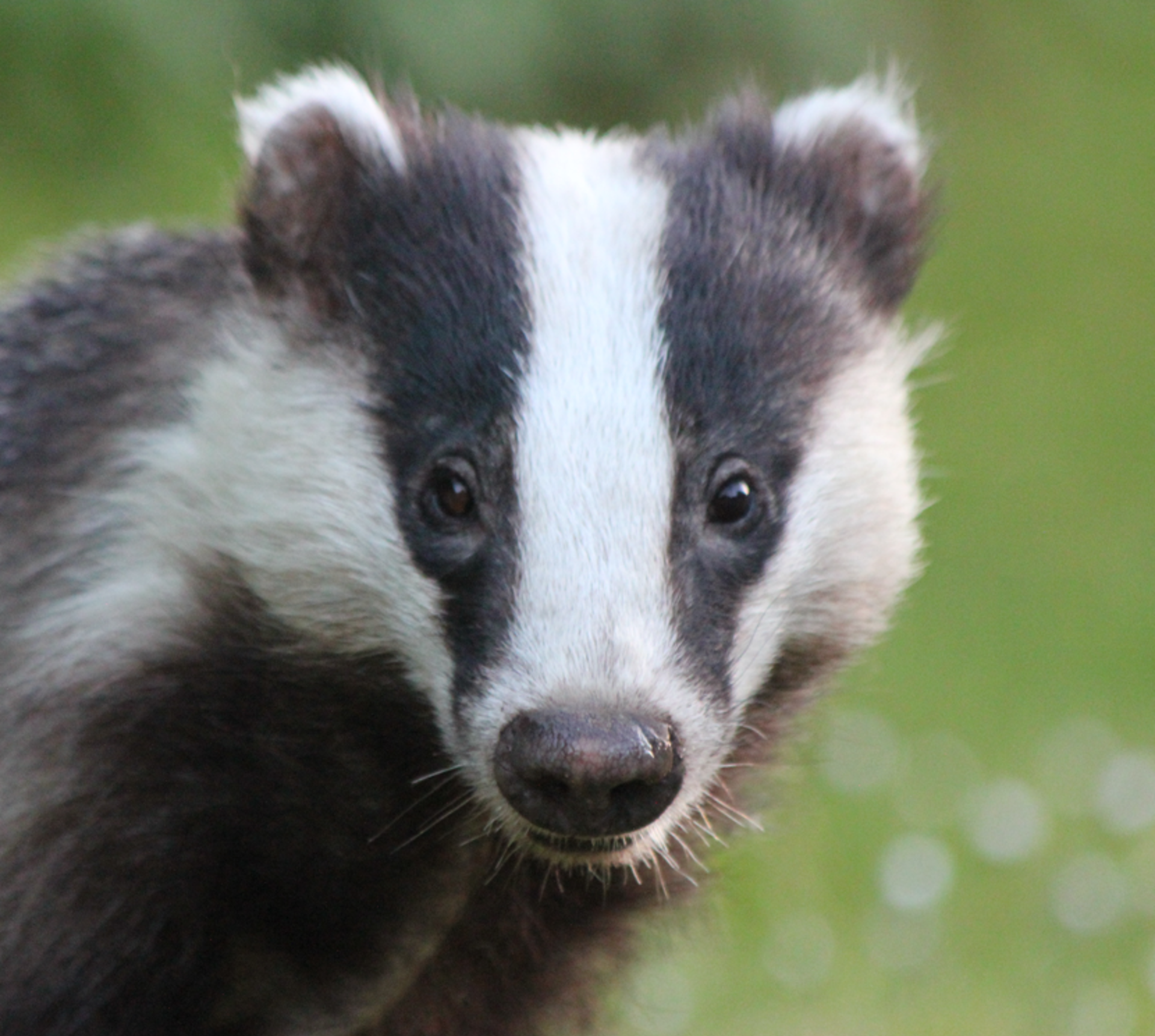 Badger