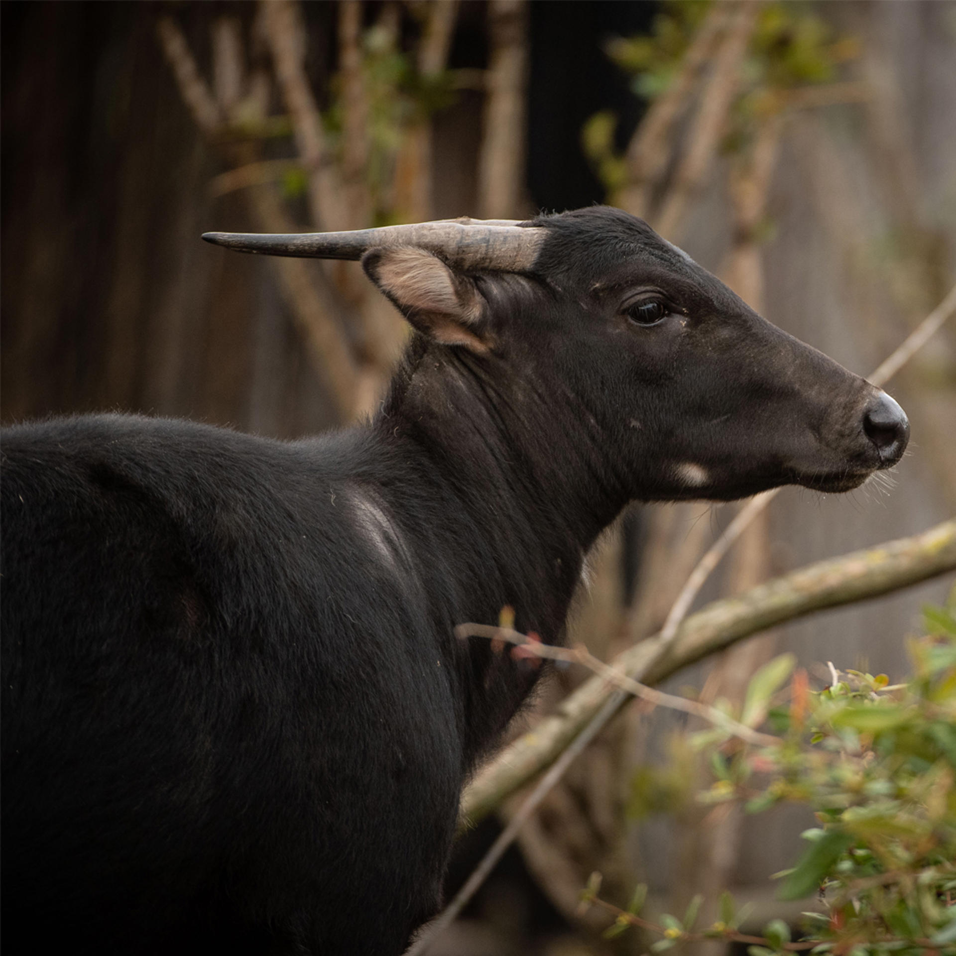Anoa 2
