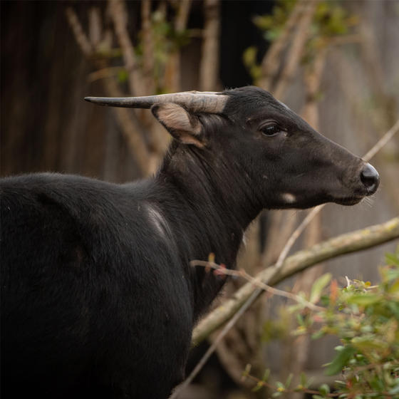 Anoa 2