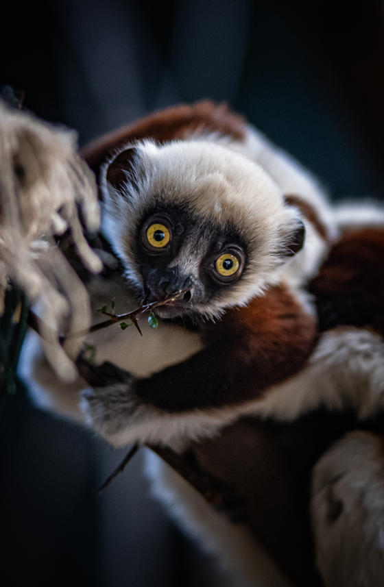 Sifaka 4