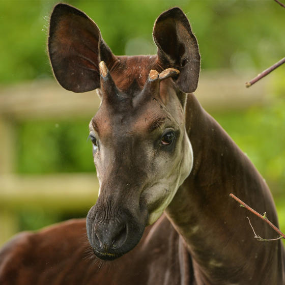 Okapi 5