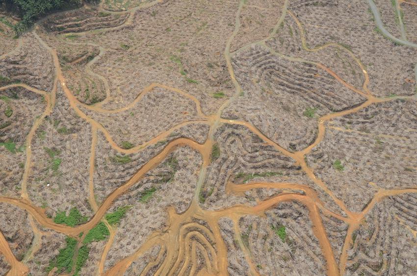 Deforestation For Oil Palm Plantations In South East Asia