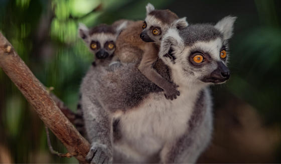 Ring Tailed Lemur 4