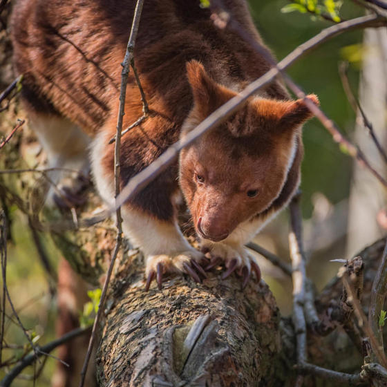 Tree Kangaroo 2