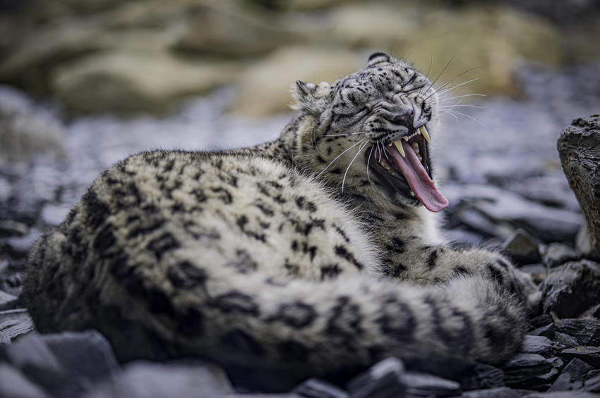 Female Snow Leopard Nubra Has Given Birth To A Cub At Chester Zoo7